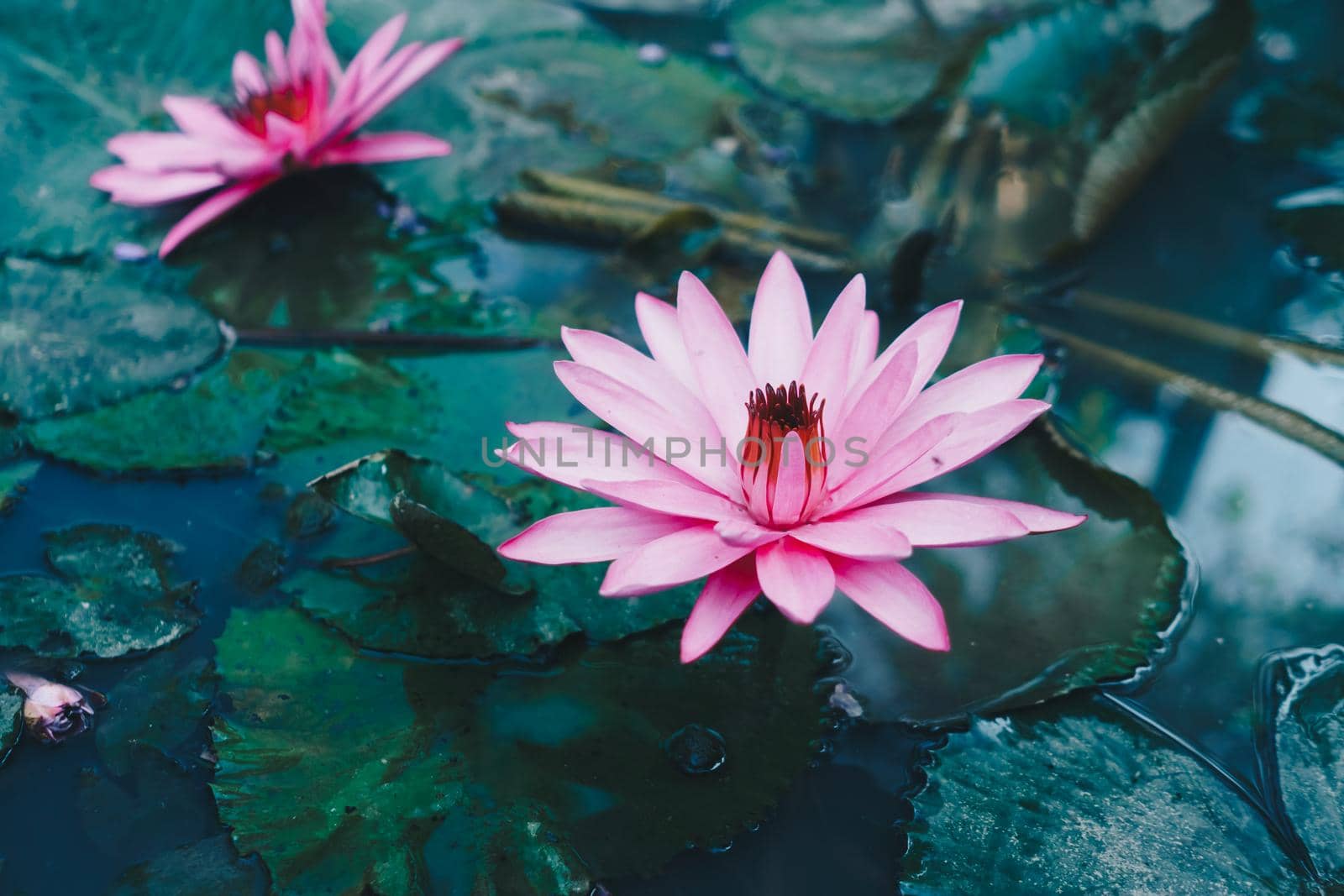 Selective pink lotus in pond in morning nature background. by Suwant
