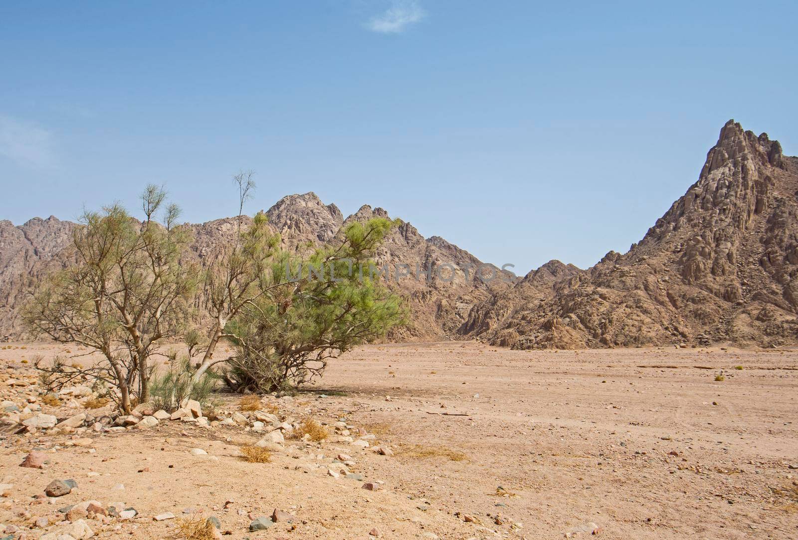 Landscape scenic view of desolate barren eastern desert in Egypt with acacia tree and mountains