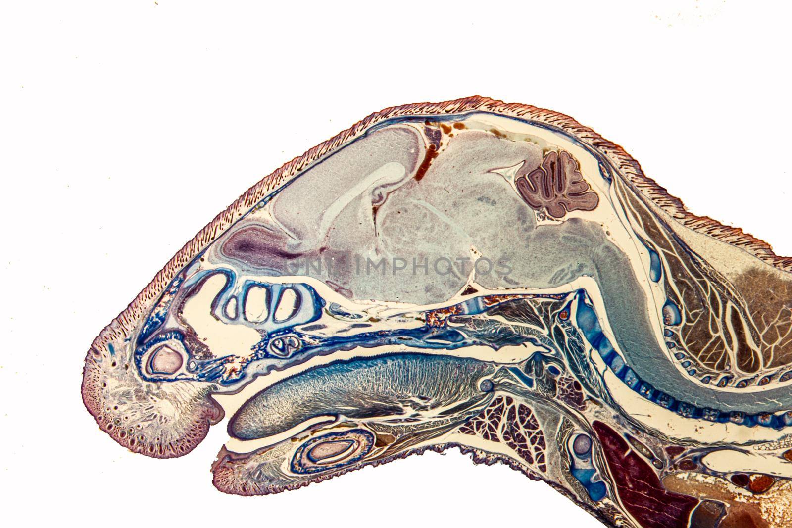 Longitudinal section of mouse head with brain, spinal cord and tongue