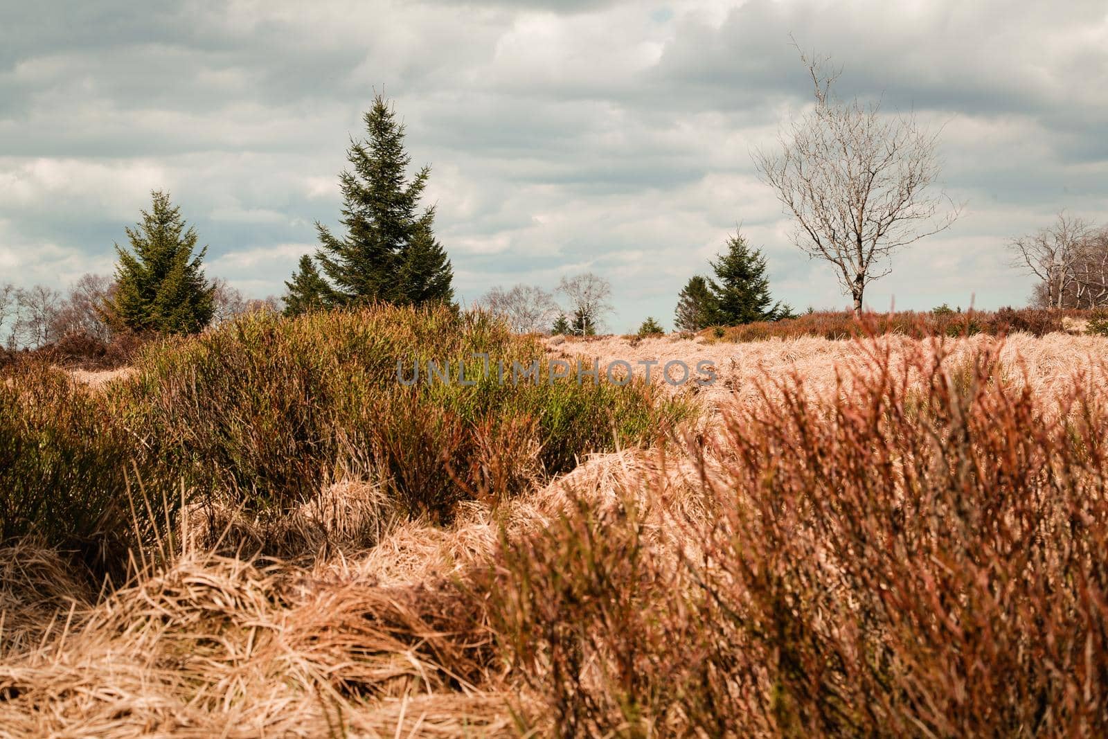 The High Fens, Hoge Venen, Belgium, Signal Van Botrange