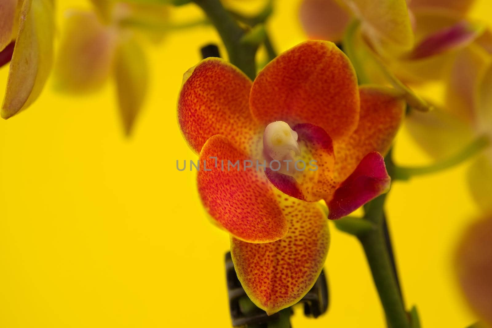 Tropical orange phalaenopsis orchid blossoms against yellow background