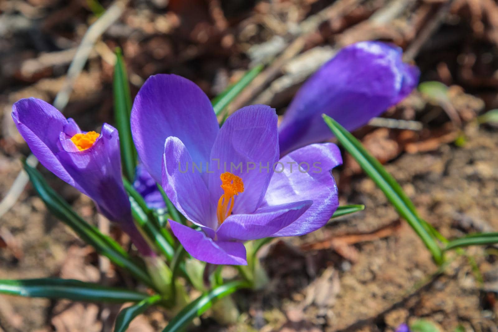 Juicy purple crocuses bloom after the snow melts on the thawed patches. Spring, flowering. Close-up