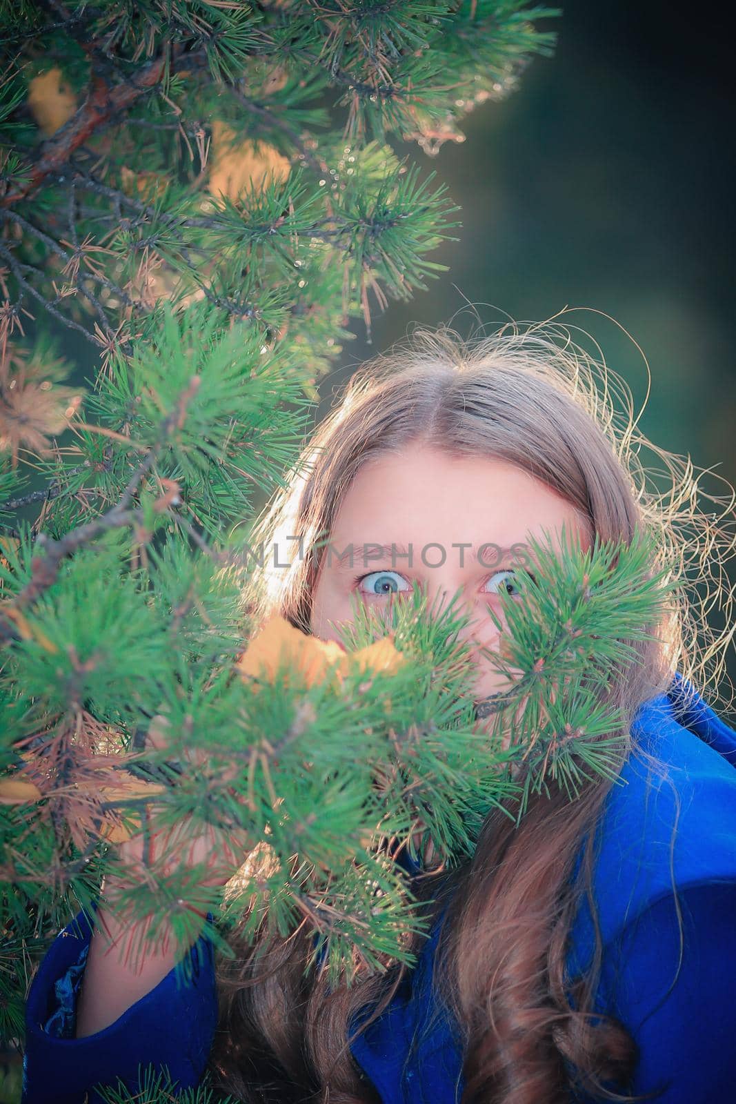 A girl with big eyes looks through a branch of a Christmas tree in the park.