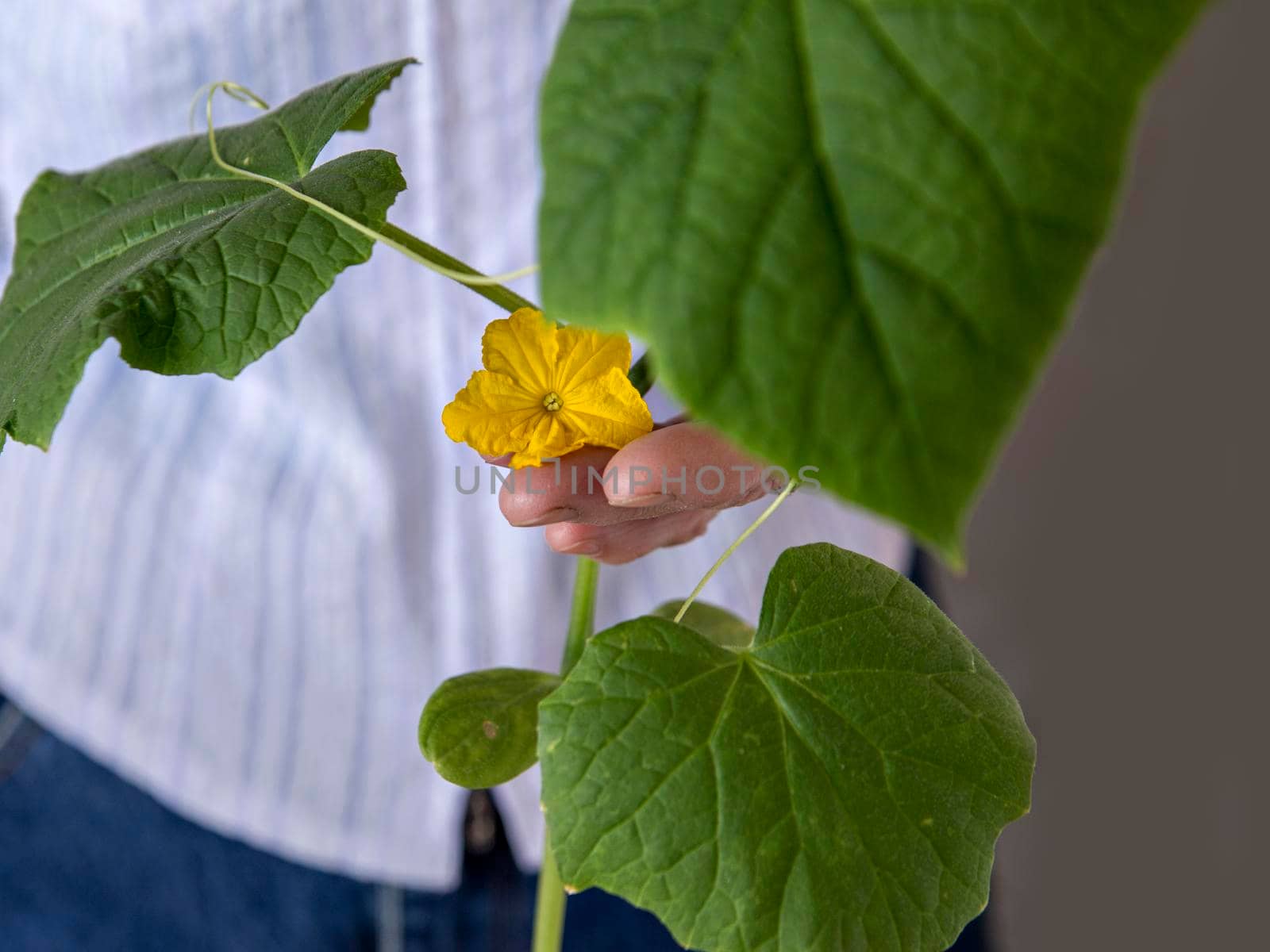 Yellow cucumber flower among green leaves.