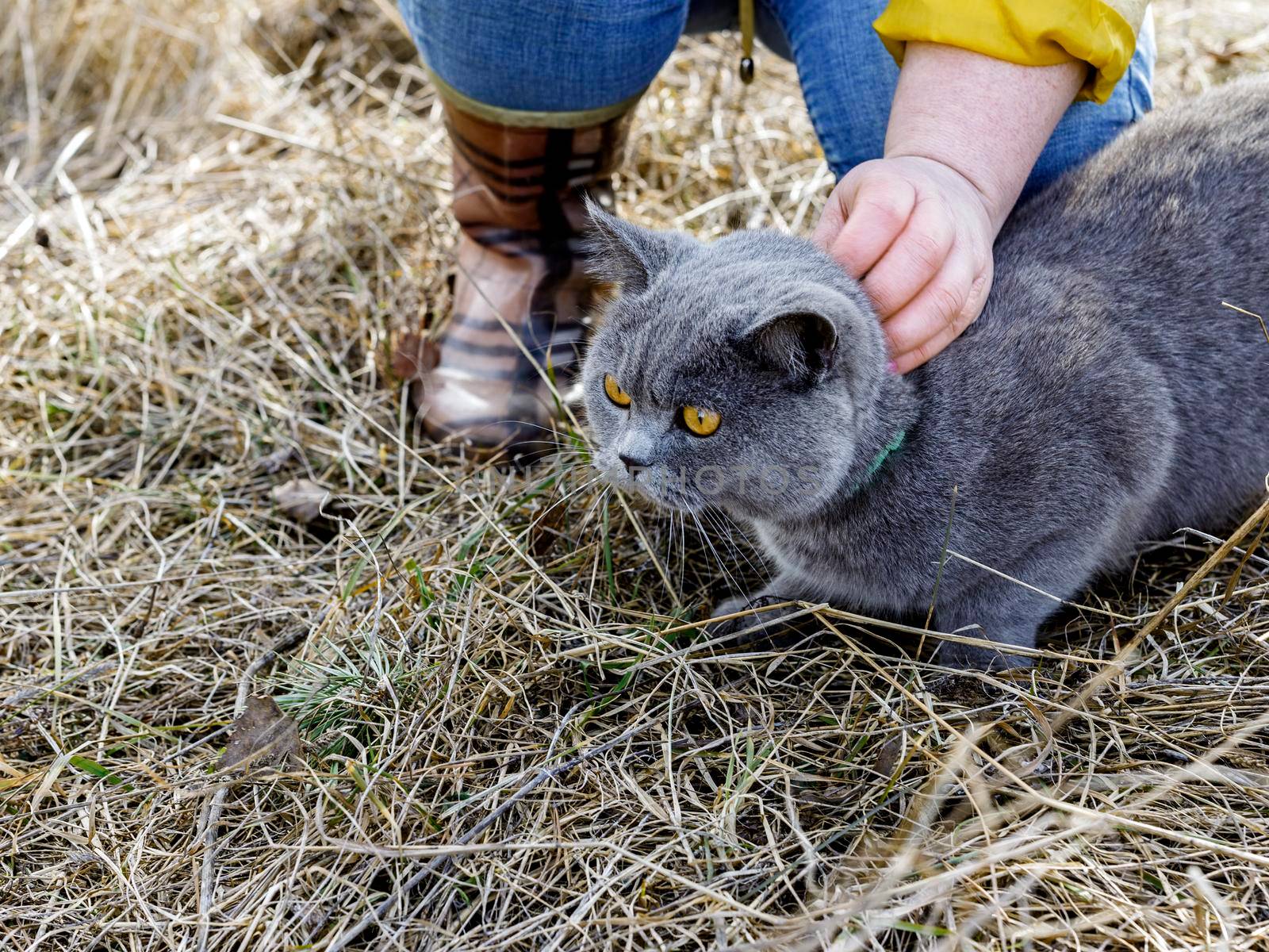 Cat with gray hair and yellow eyes lies on dry grass. Woman's hand strokes cat.