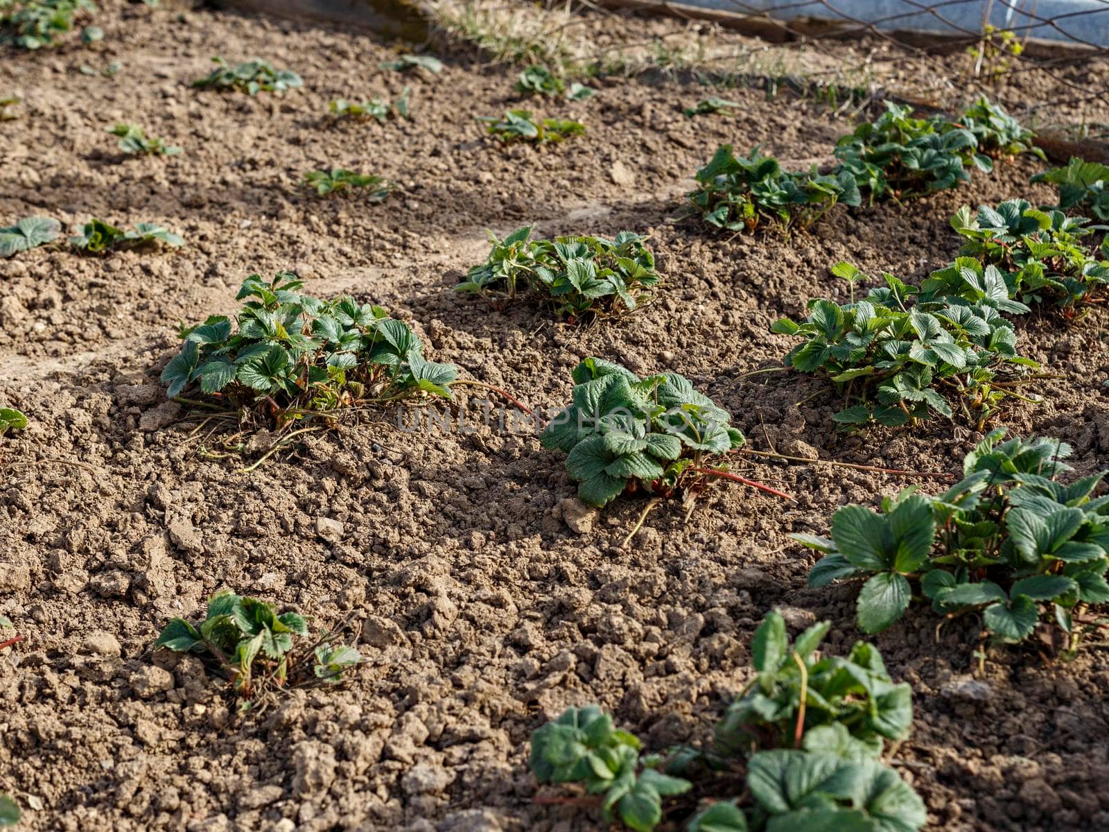 Straight rows of strawberry bushes with green leaves on sunny spring day.