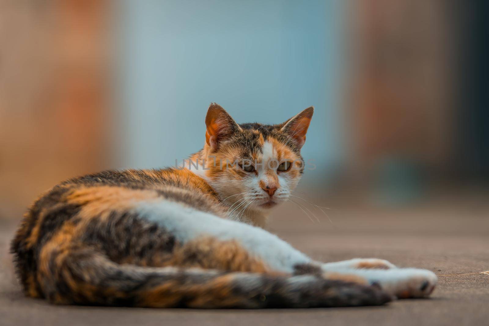 a young pretty cat relaxes in the sun