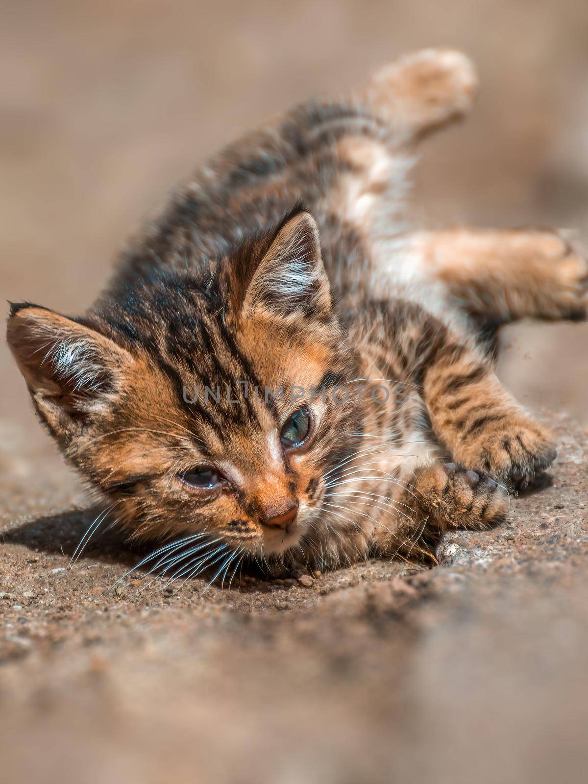 a young pretty cat relaxes in the sun