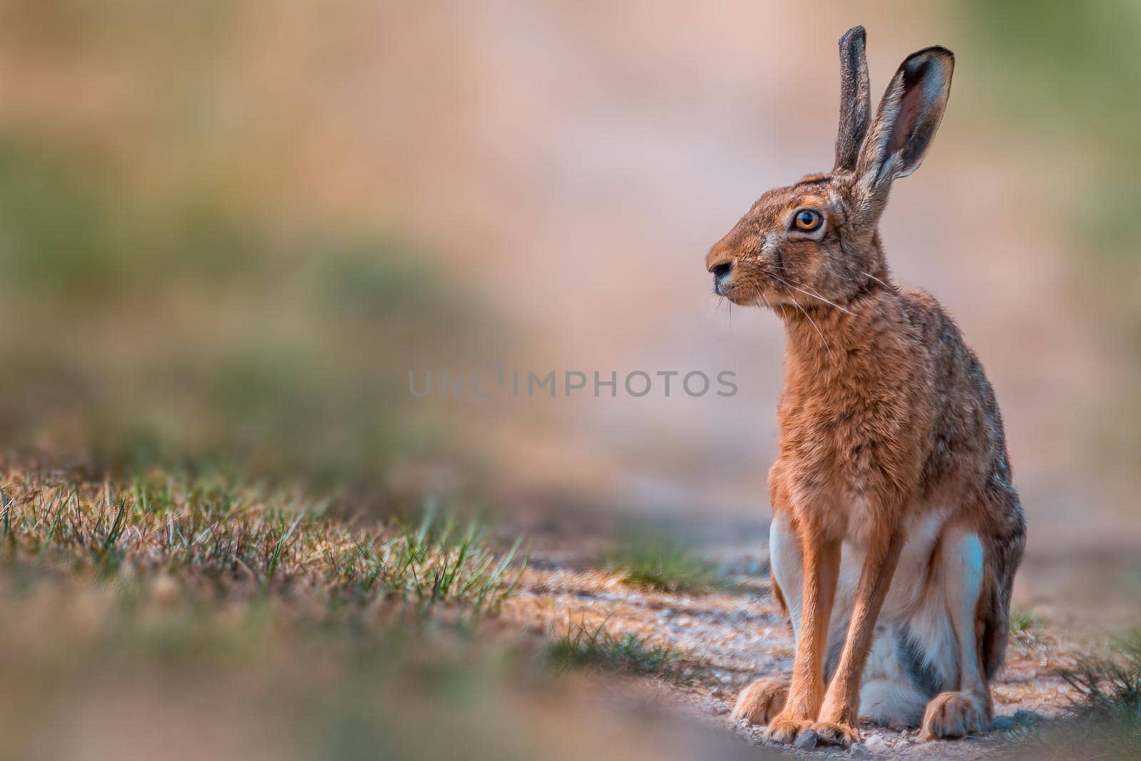 Brown field hare sits in the nature