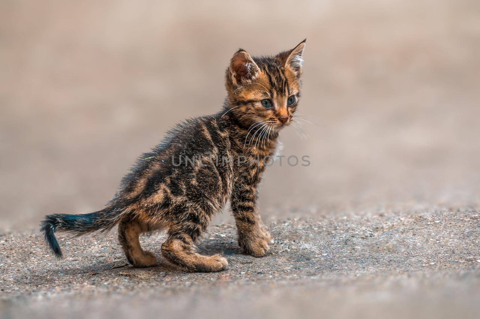 a young pretty cat relaxes in the sun