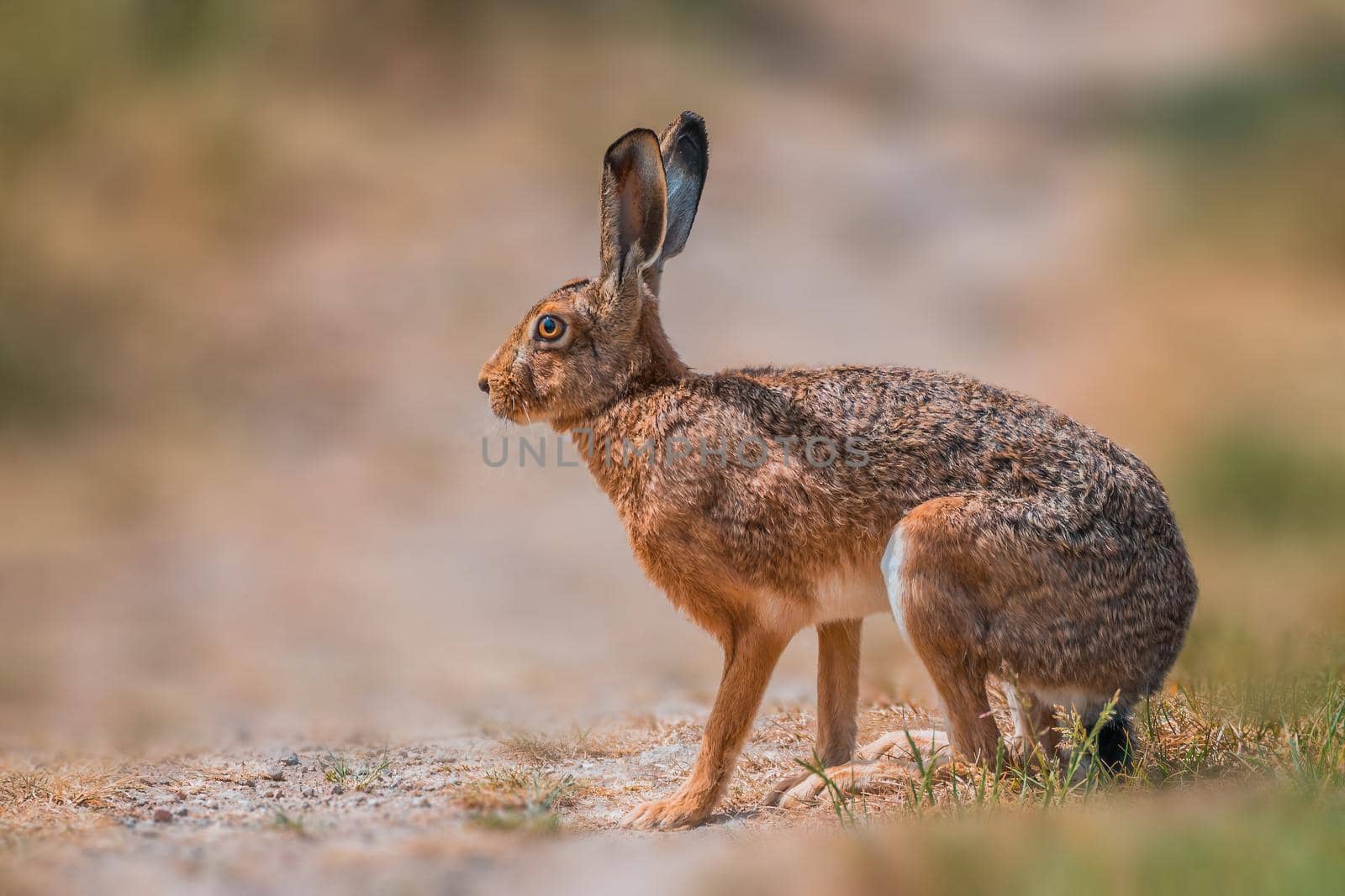 Brown field hare sits in the nature