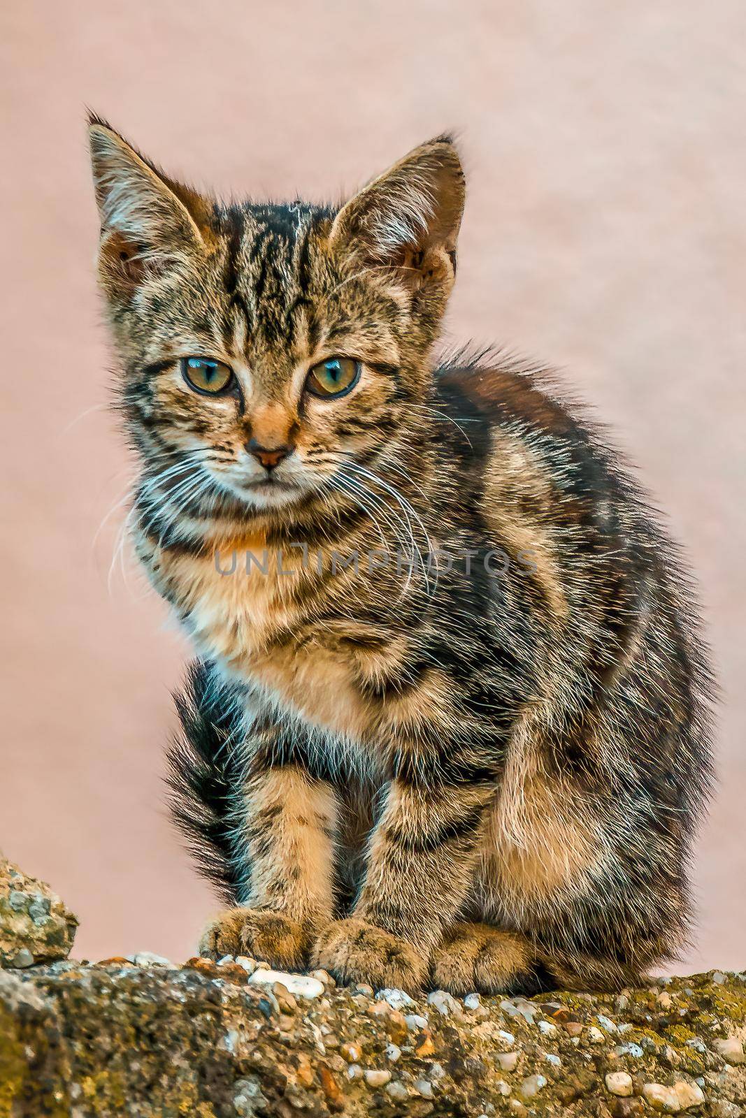 a young pretty cat relaxes in the sun