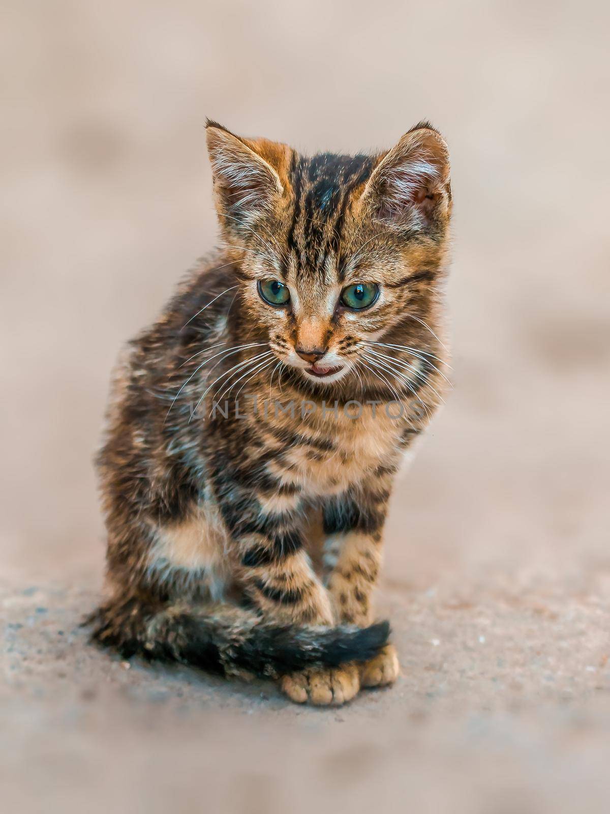 a young pretty cat relaxes in the sun
