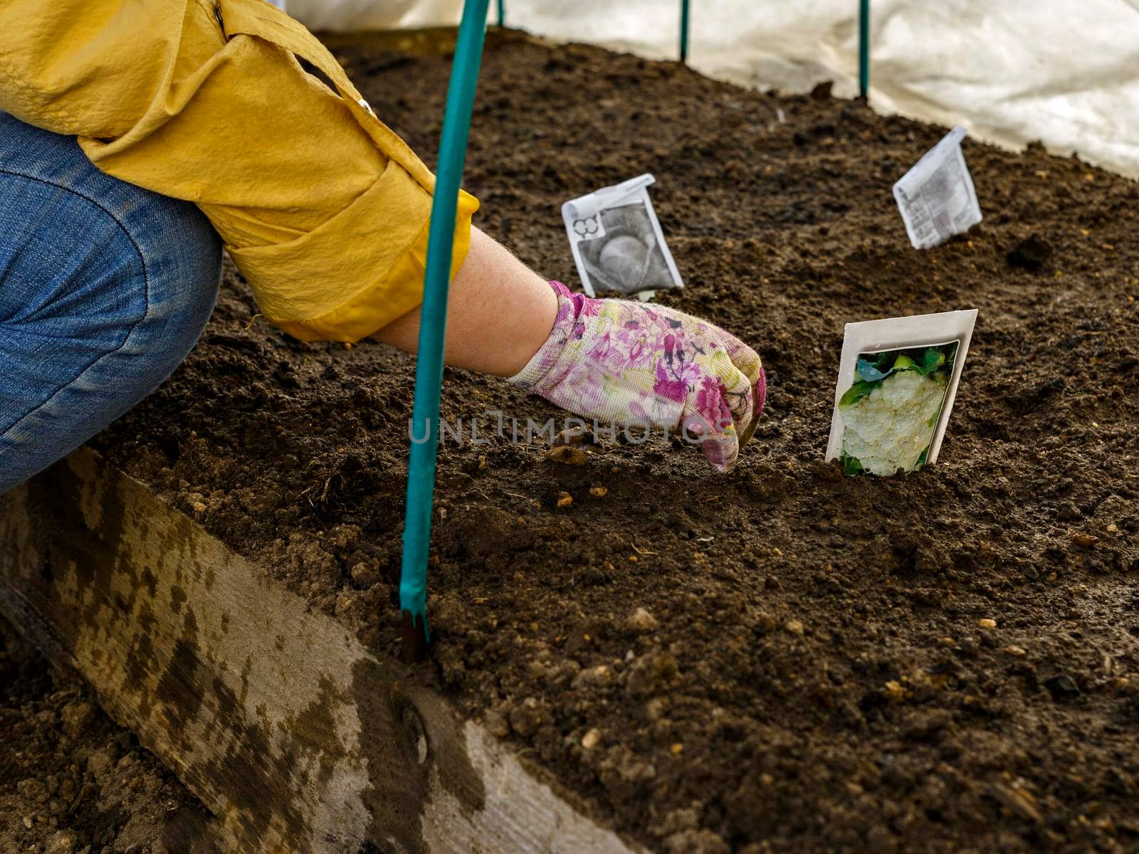 PPlant seeds are planted by woman in soil in greenhouse. Seeds, bag, loose soil, gloved hand.