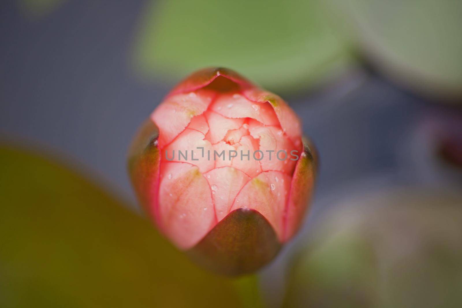 Bud of Nymphaea caerulea 13922 by kobus_peche