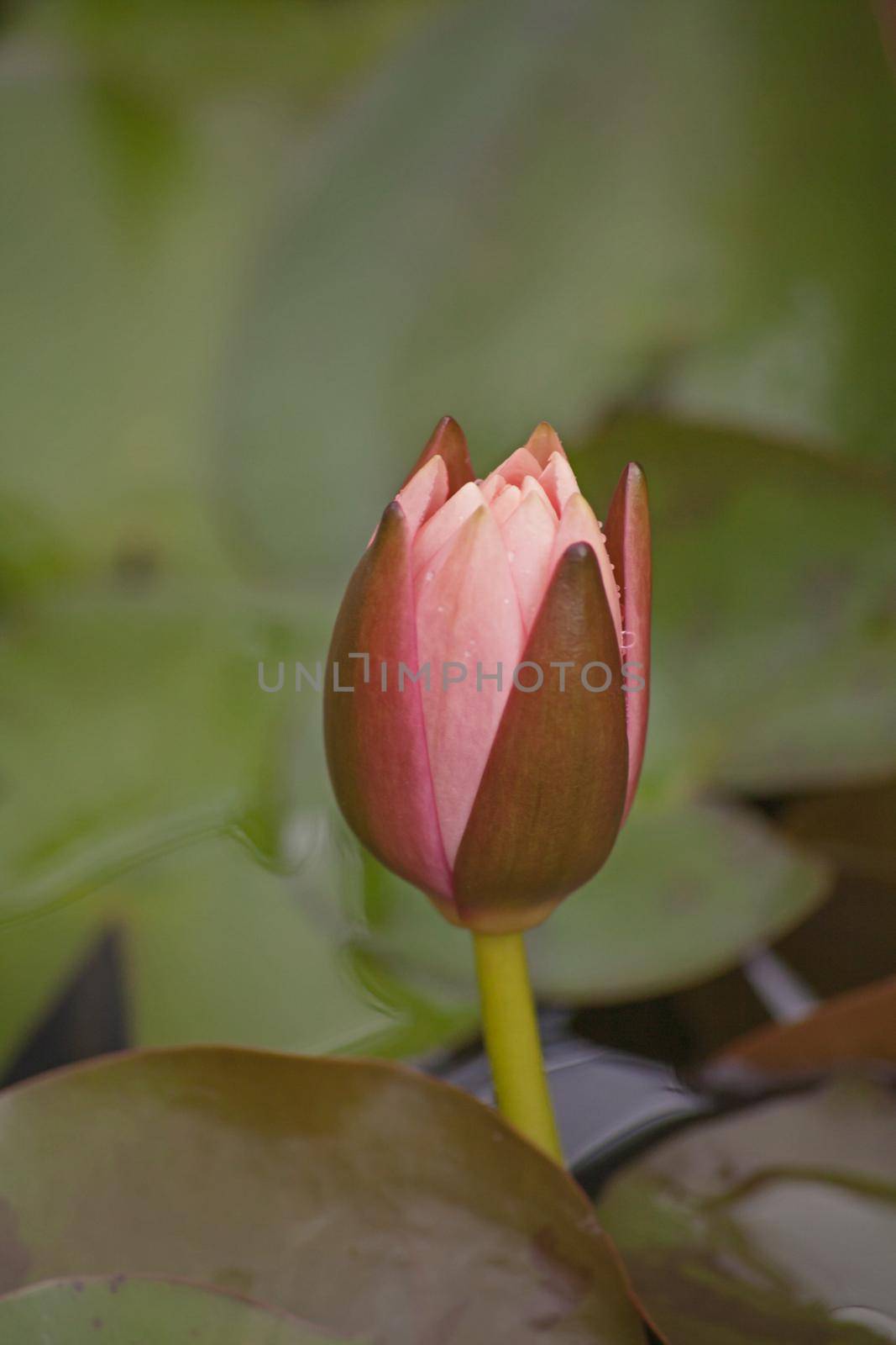 Macro image of the bud of a pink Pond Lily (Nymphaea caerulea)