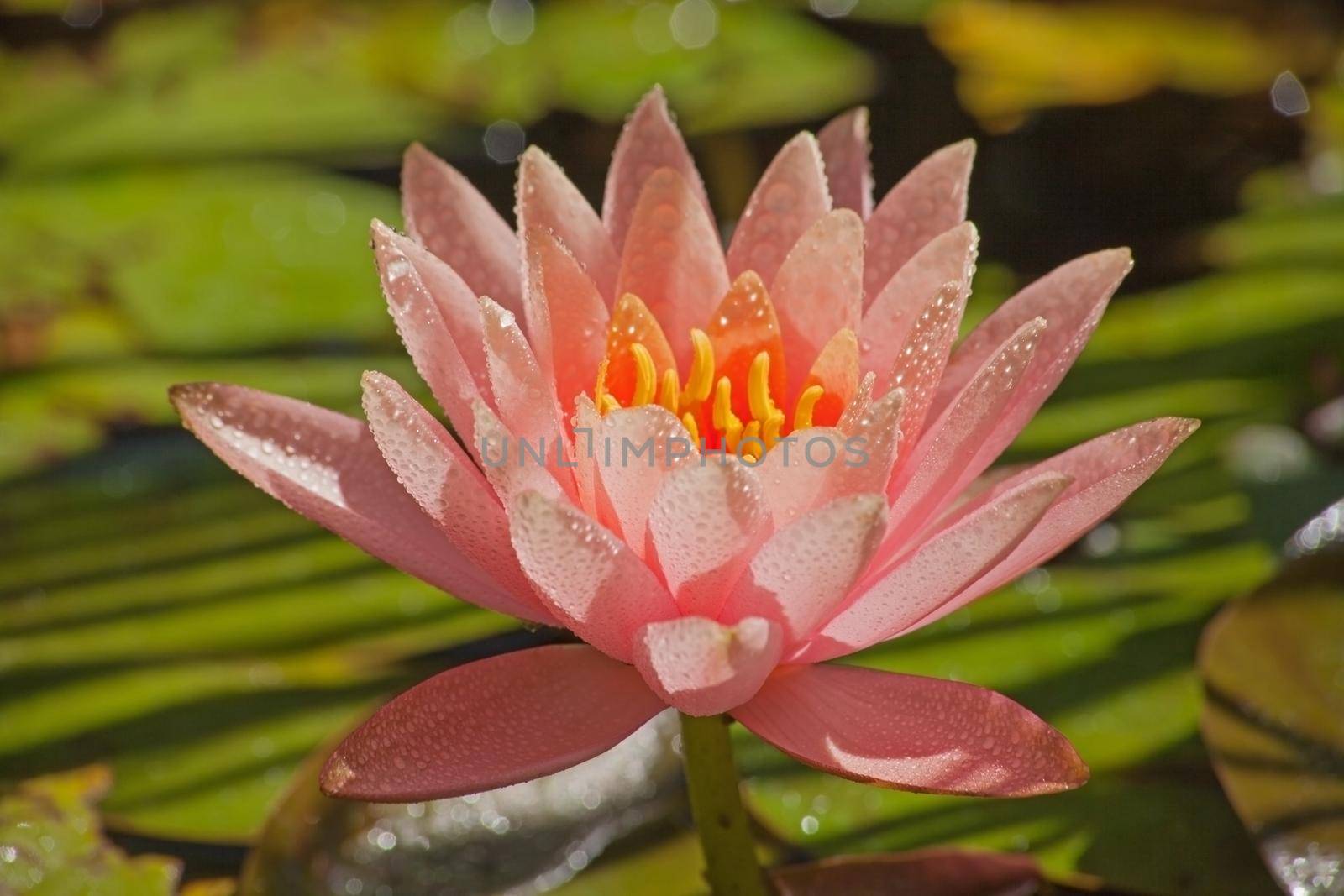 Beautiful backlit image of a pink Pond Lily (Nymphaea caerulea) after the rain.