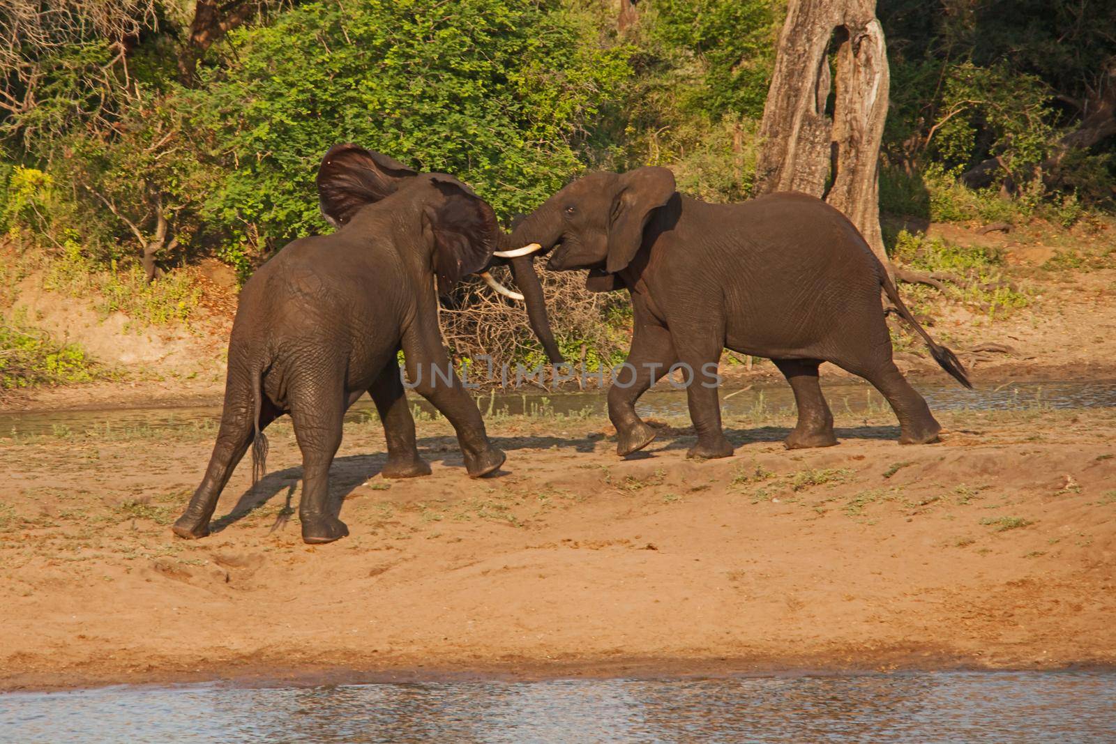 Young African Elephant (Loxodonta africana) bulls play-fighting to establish dominance