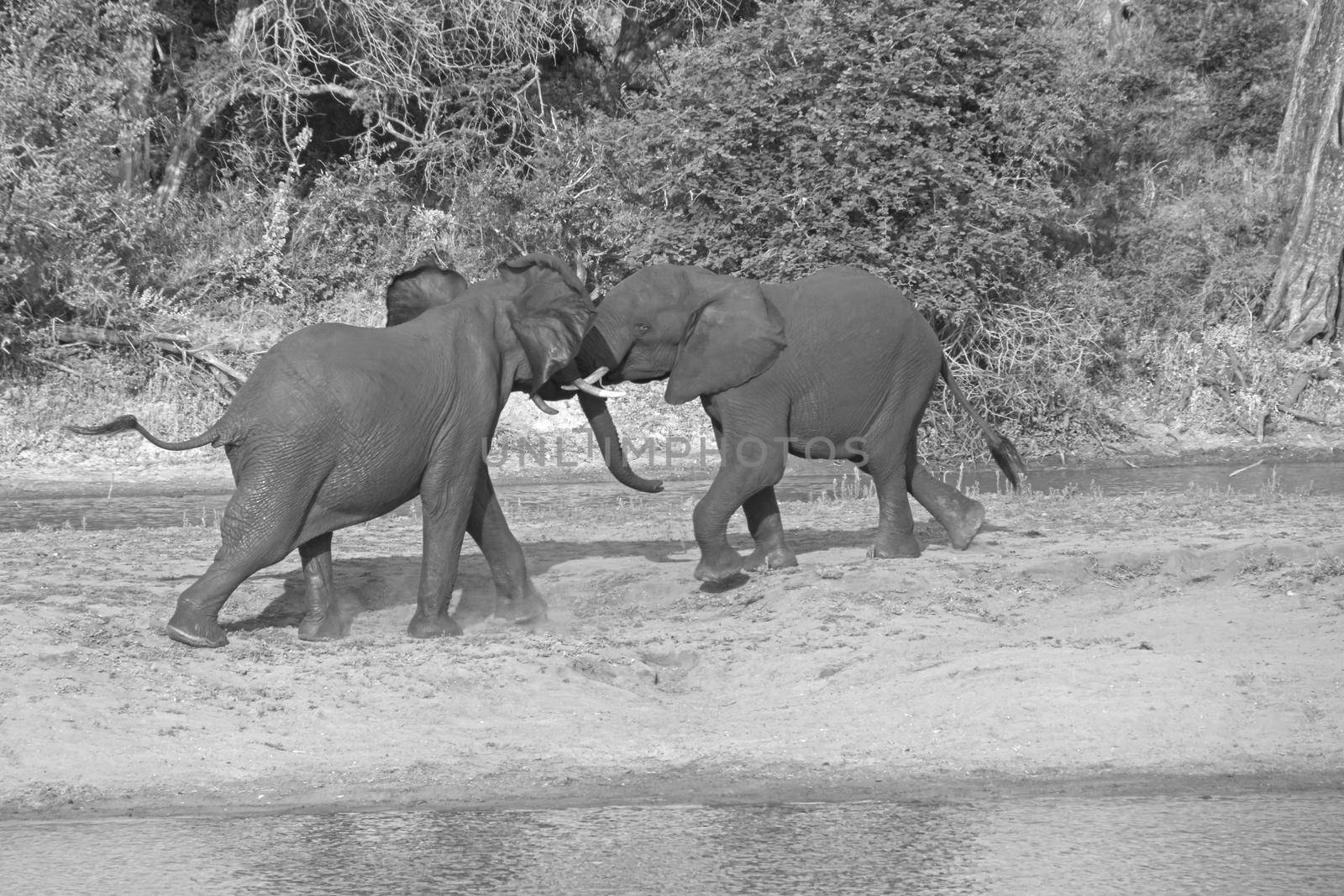 Young African Elephant bulls fighting 13670 BW by kobus_peche