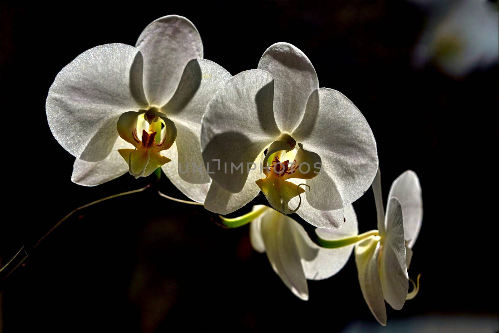 White flowers archidea macro photography of plants in the sun. Close up, Black background