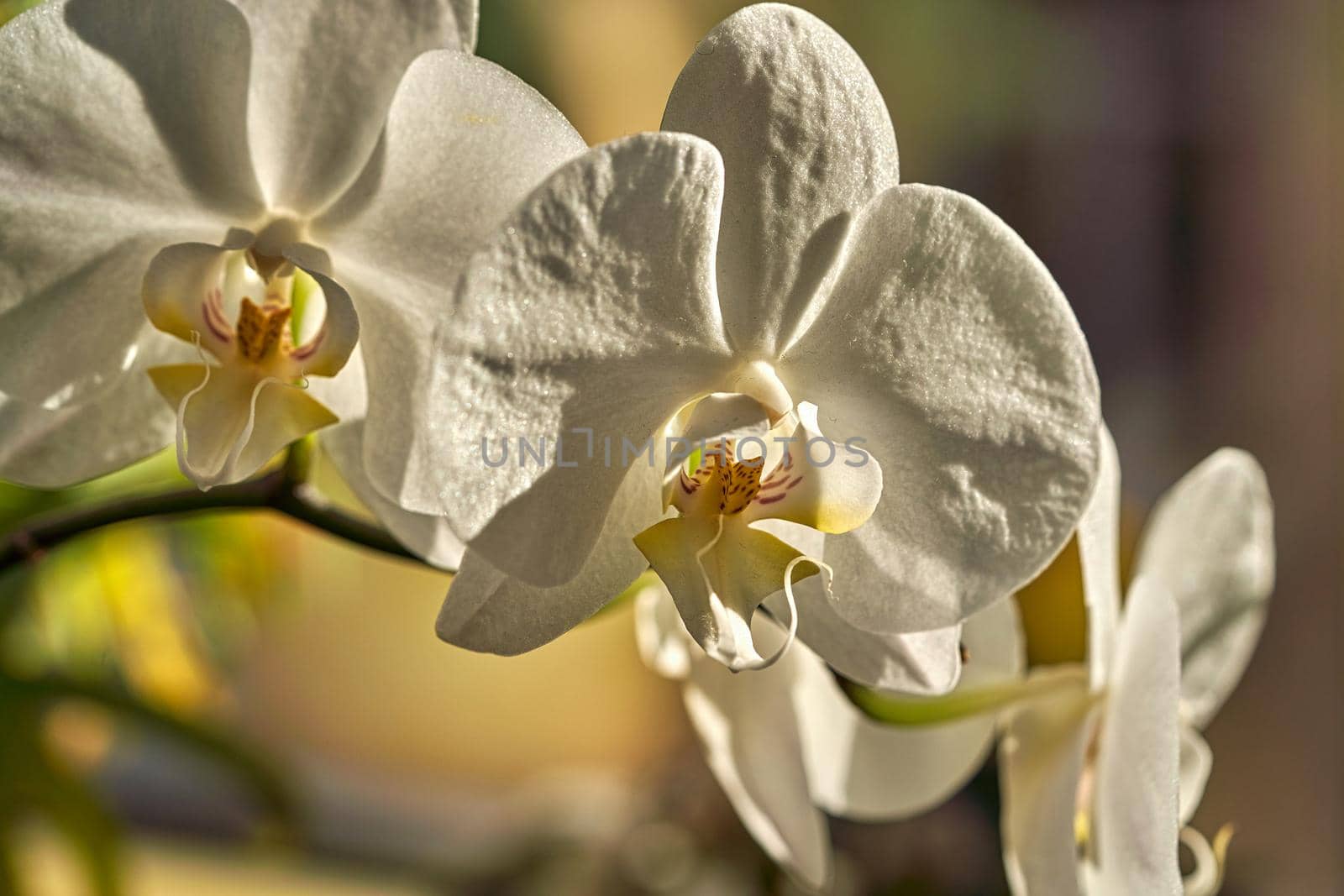 White flowers archidea macro photography of plants in the sun. Close up