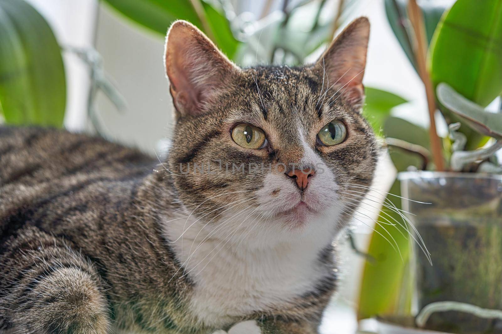 Portrait of a gray tabby cat looking at the camera lies on a background of flowers. Close up