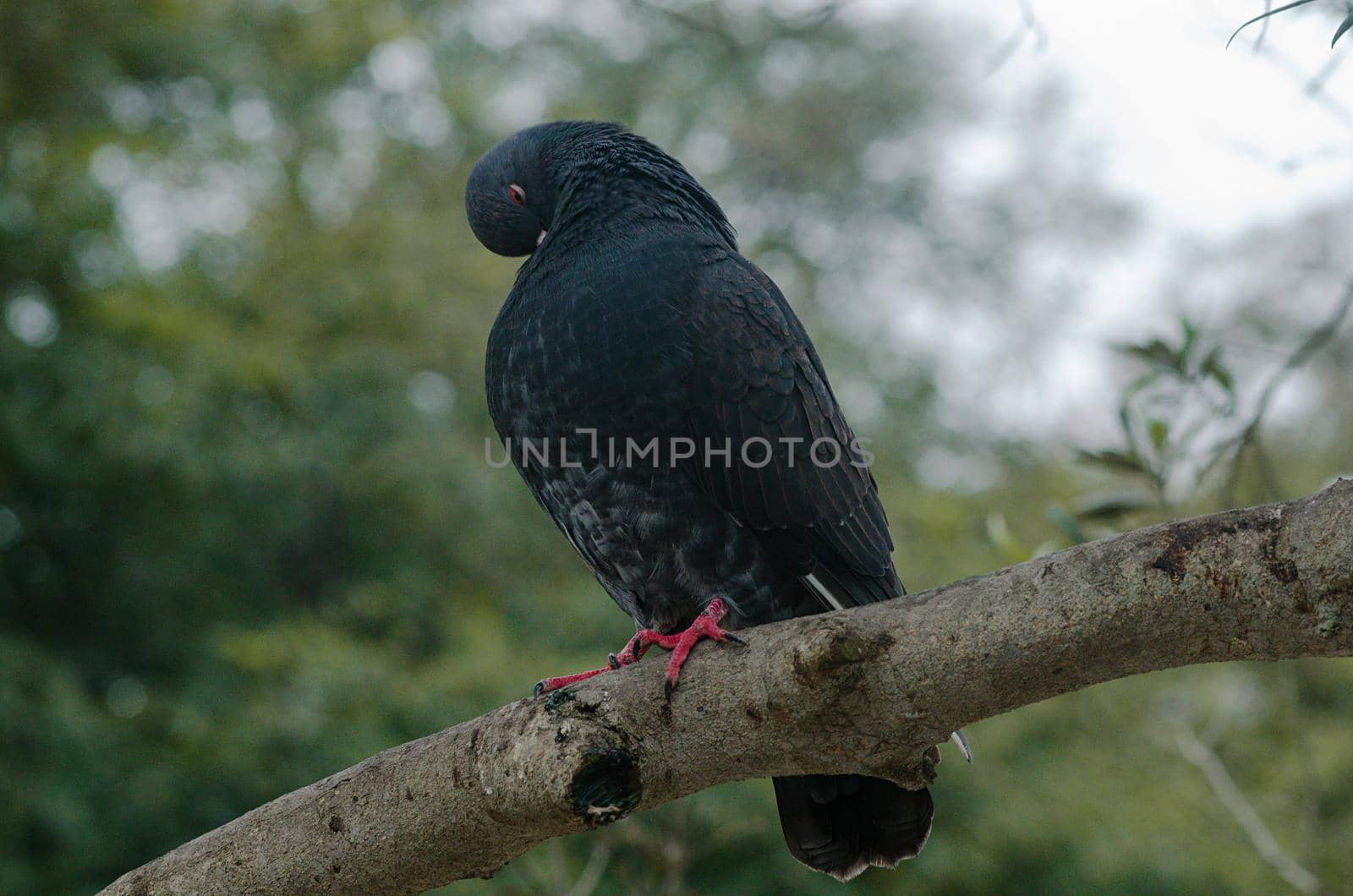 Close-up of a gray pigeon in the park scratching its chest