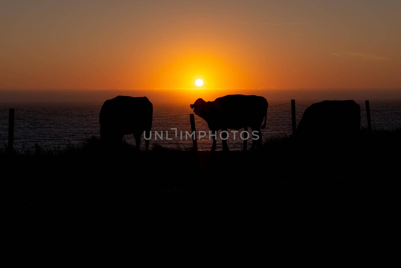 At Obrestad Lighthouse even the cows are enjoying the magnificient sunset :)