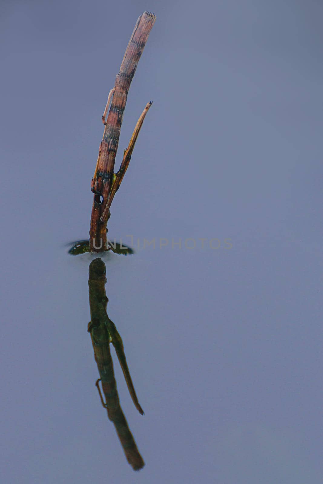 A stick reflecting in the water