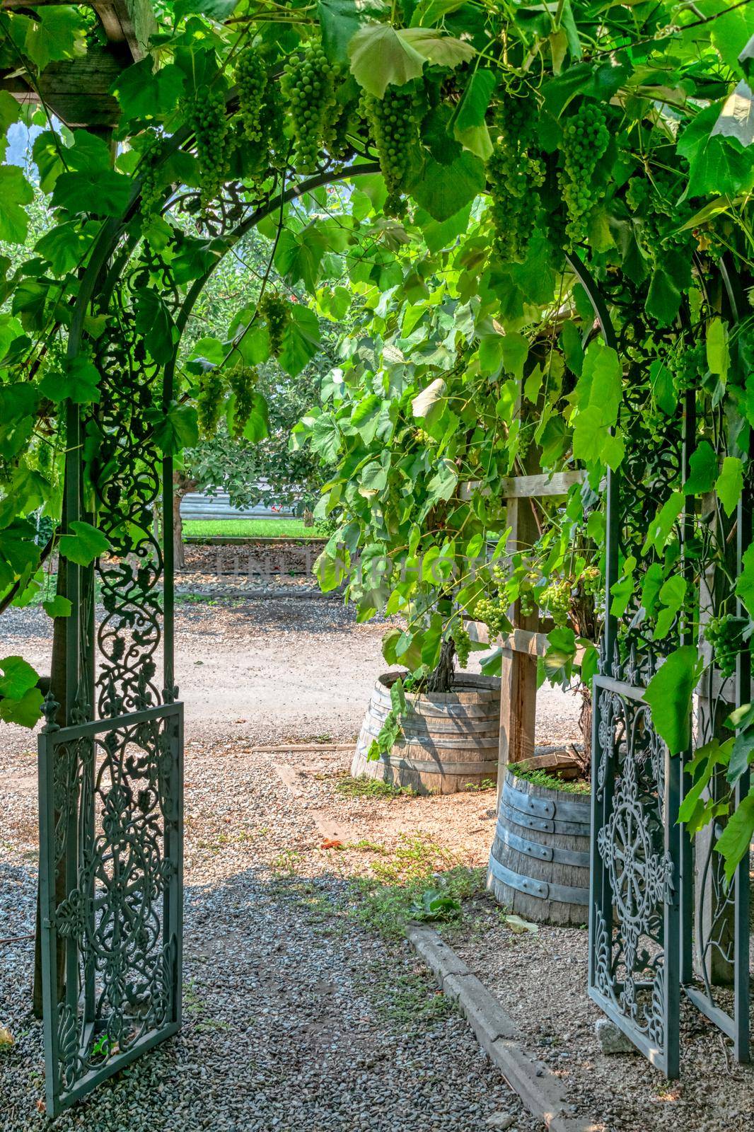 Pathway to a vine yard through the iron cast gate.
