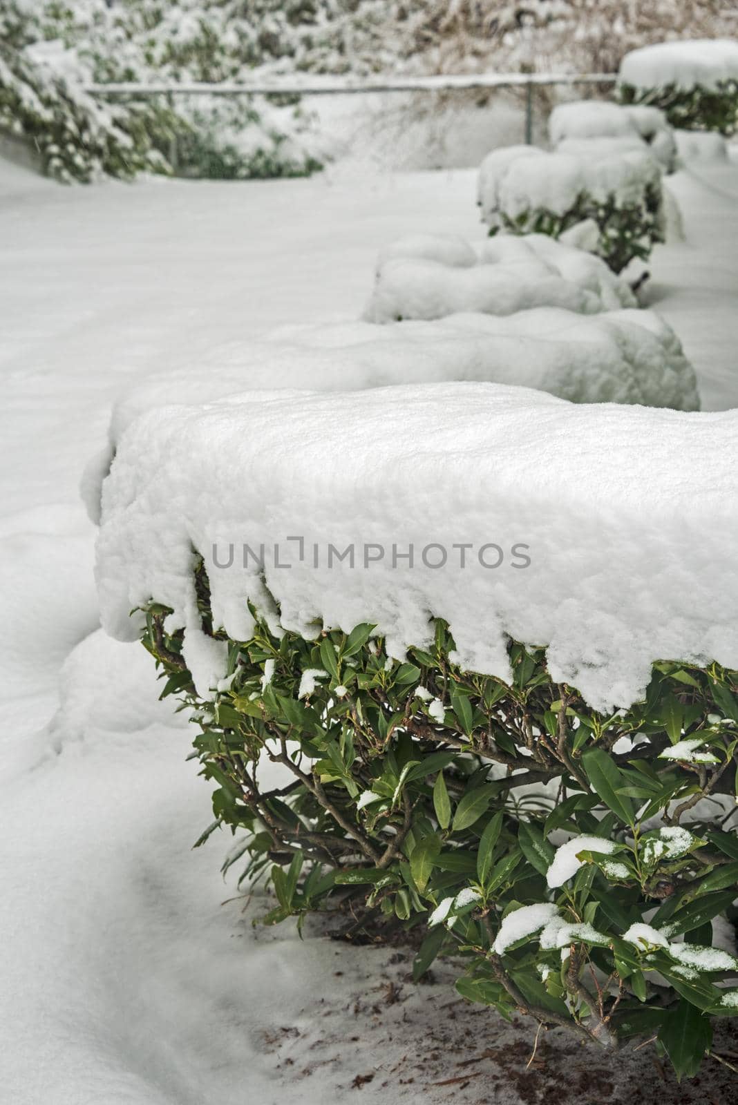 Row of green bushes on front yard covered in snow. Winter in Canada