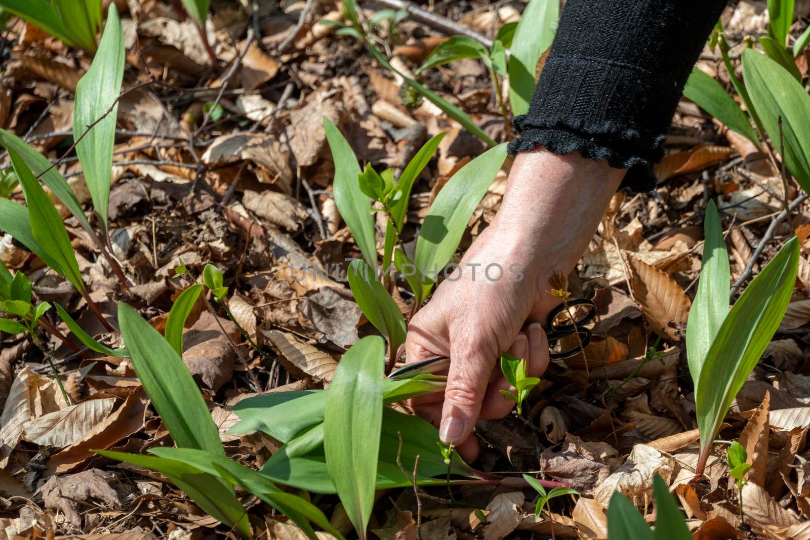 Harvesting wild garlic in the forest in early spring by ben44