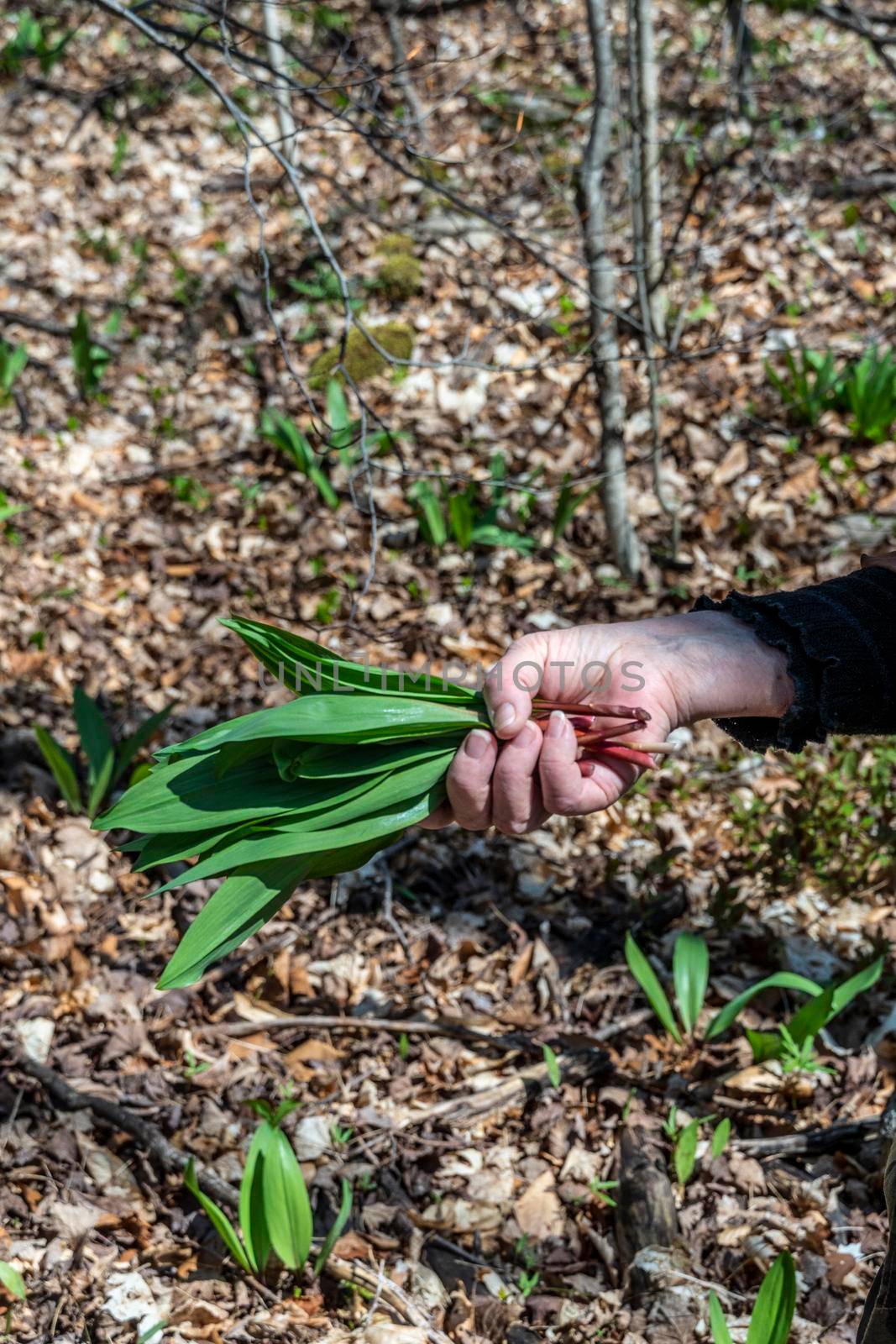 A bunch of cut wild garlic in hand against a background of dry last year leaves