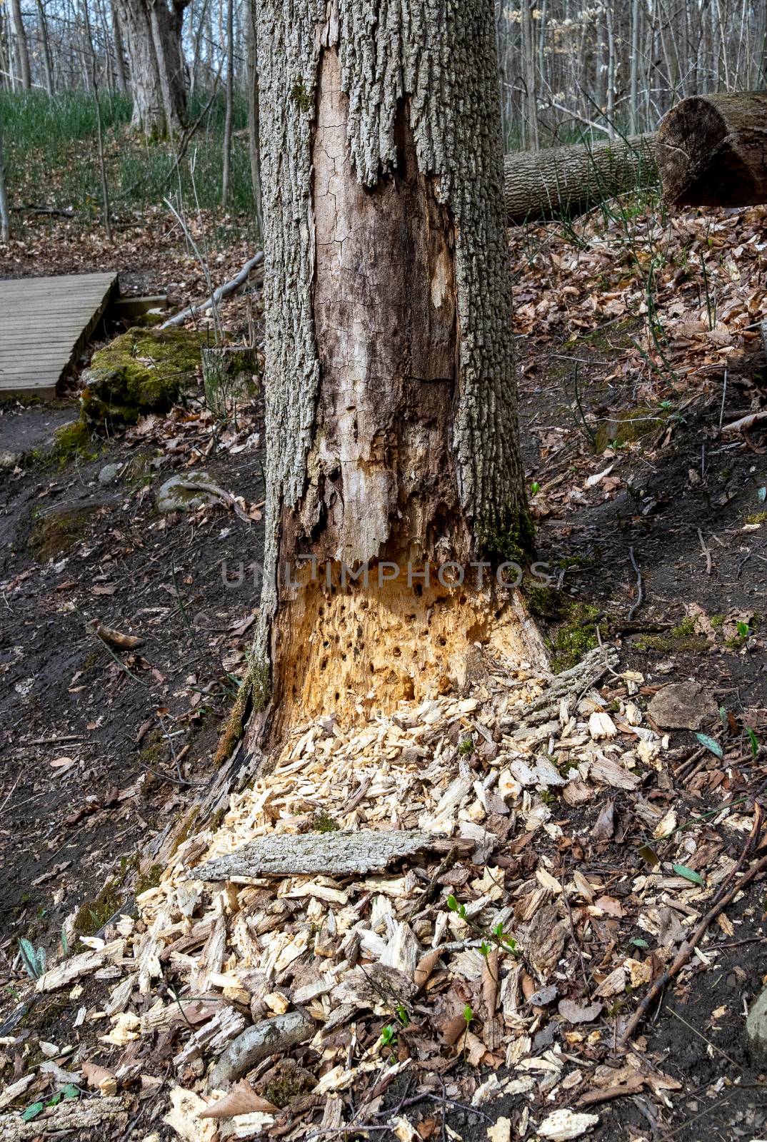 Dead, lonely tree near a path in the forest, eaten by tree beetles