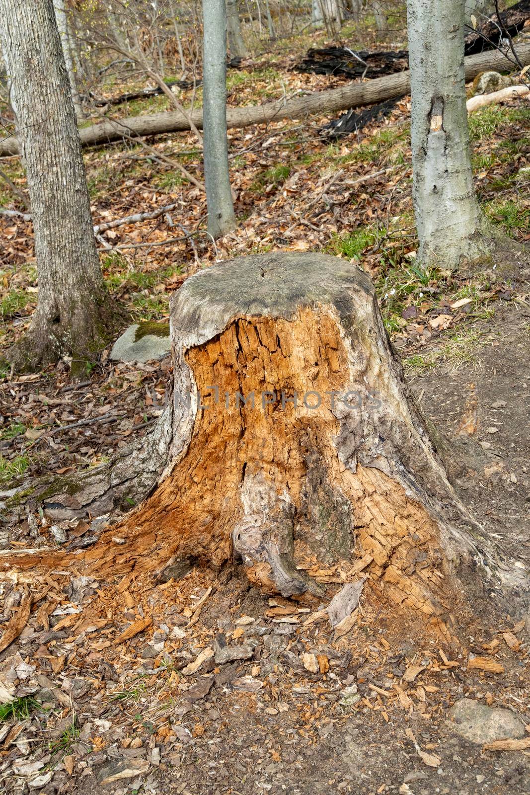 Stump close-up, in the forest, crumbles into small dust infected with parasites