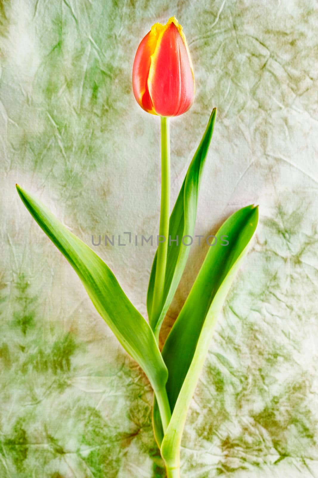 One red-yellow tulip flower in bloom  on colored background