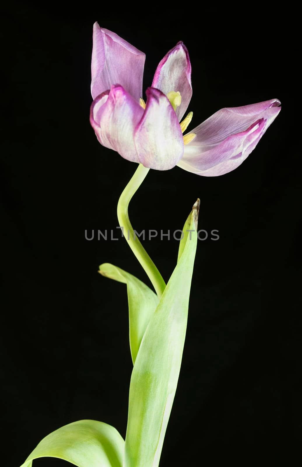 One pink and white tulip in bloom on black background , beautiful green stem with leaves