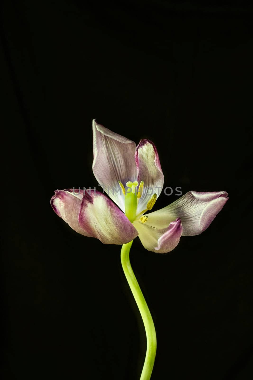 One tulip in bloom on black background , beautiful green stem