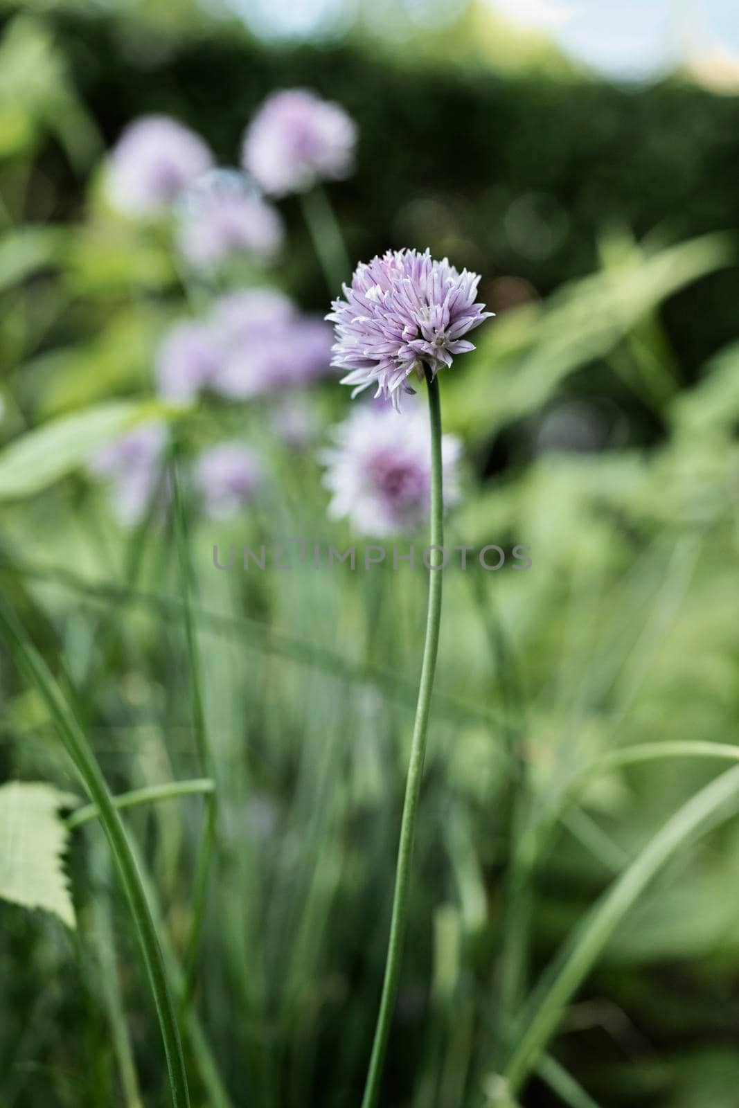 Flowering chives ( allium schoenoprasum ) in a vegetable garden  ,a long stem with pale pink flower