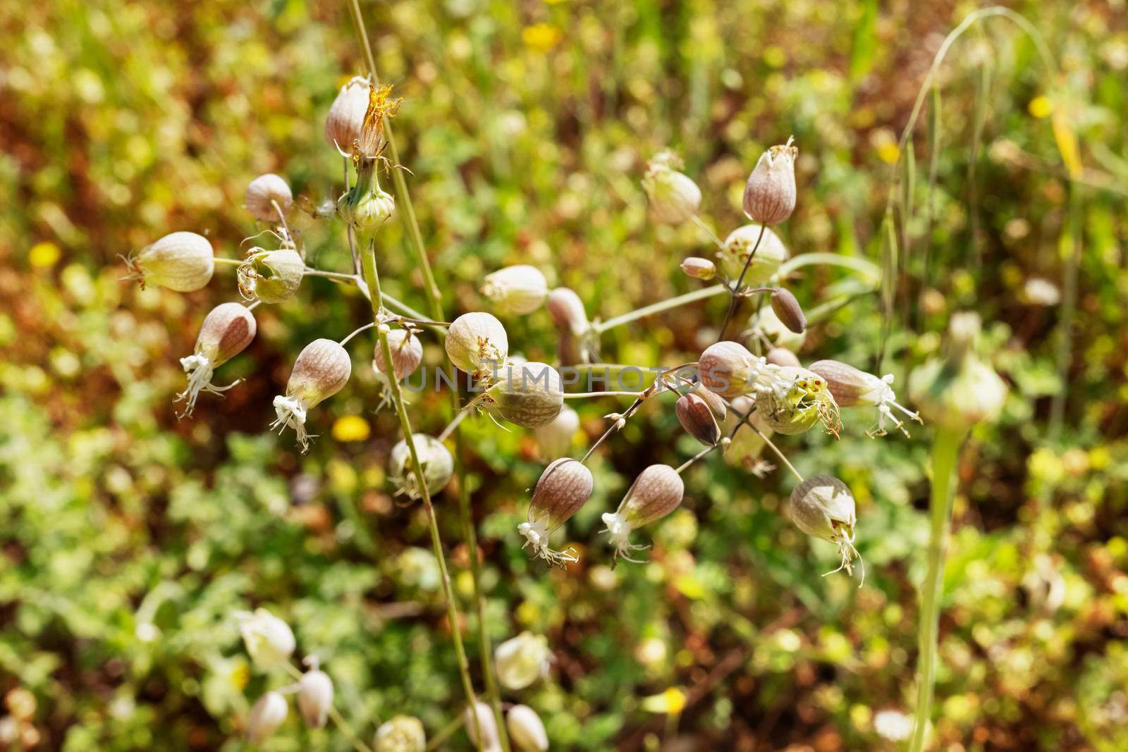 Flowers of bladder campion or silene vulgaris in a sunny  day , in the background yellow flowers  and greenery out of focus