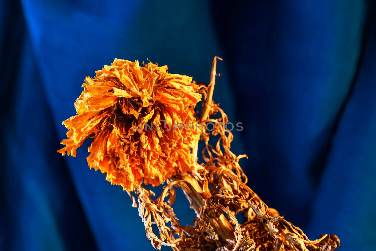 Beautiful dried orange flower on blue  background