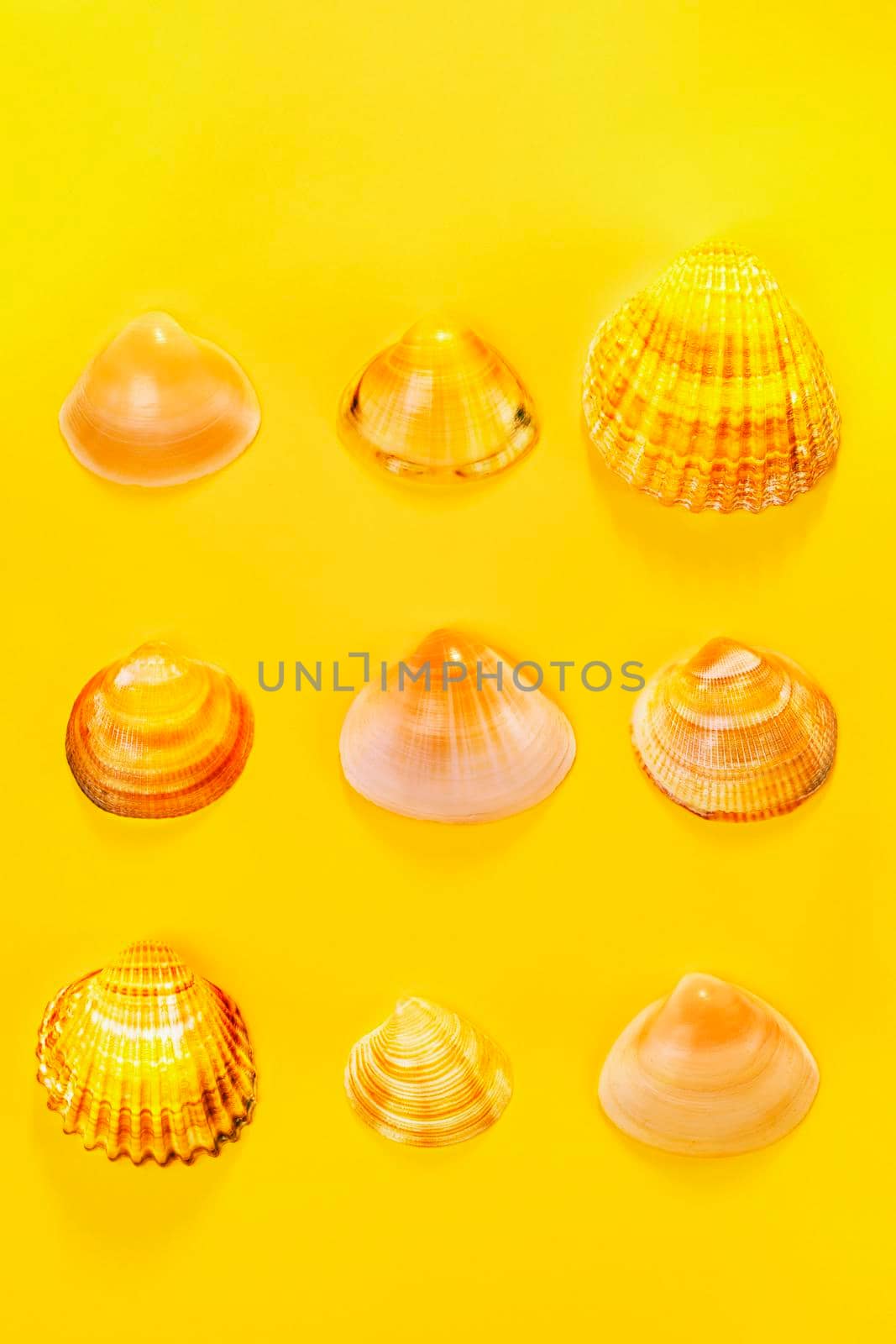 Different seashelles on colored background , orange and white color surface