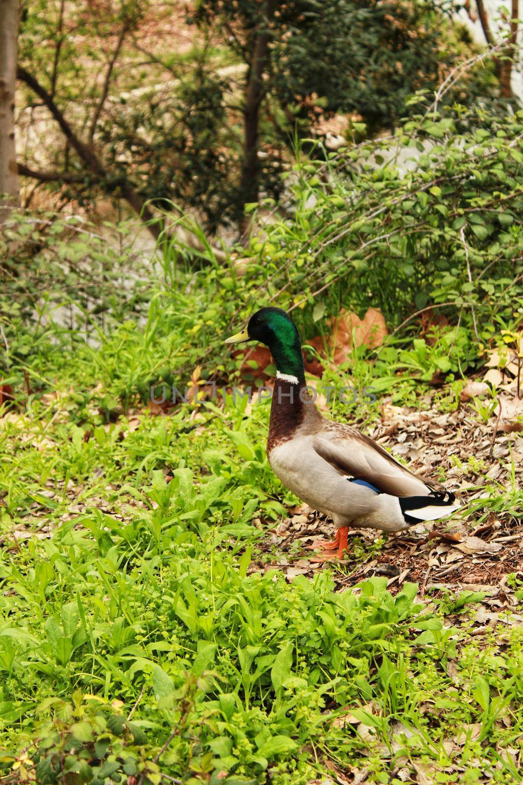 Ducks in the garden pond by soniabonet