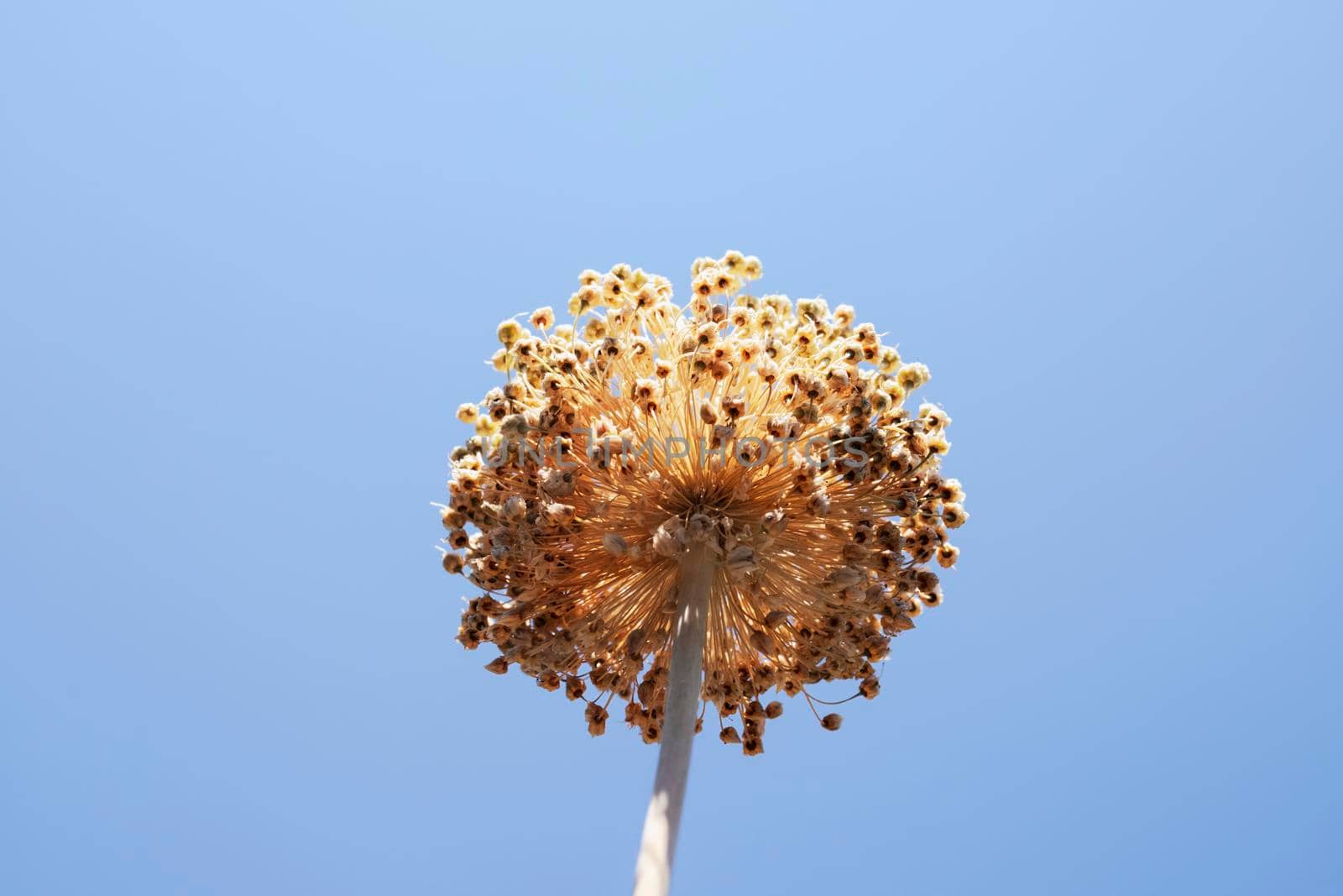 Beautiful dry garlic flower against blue sky