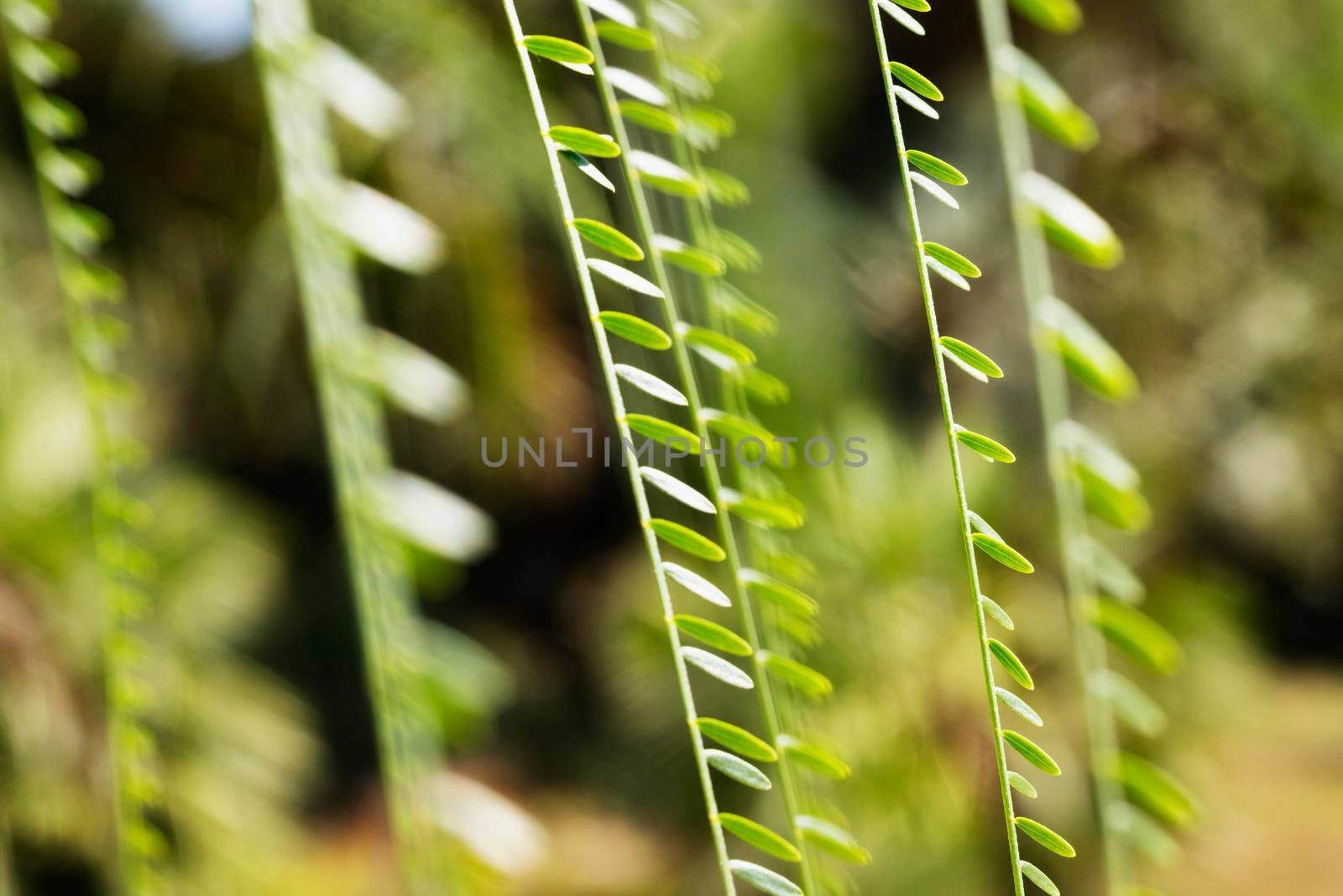 Long branches with pendulous leaves of  Jerusalem thorn tree -parkinsonia aculeata or Mexican palo verde -  macro photography