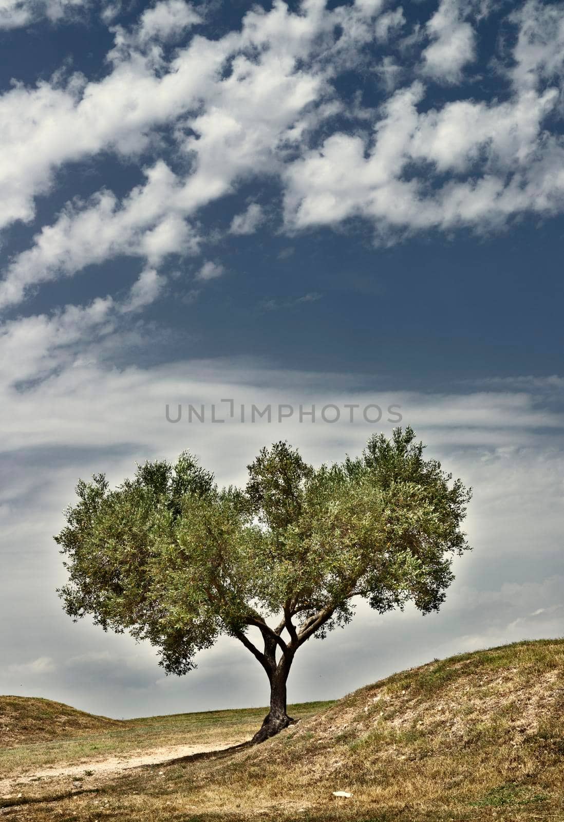 Olive tree on a barren land with hills ,beautiful blue and cloudy sky in a bright sunny day ,Italian landscape