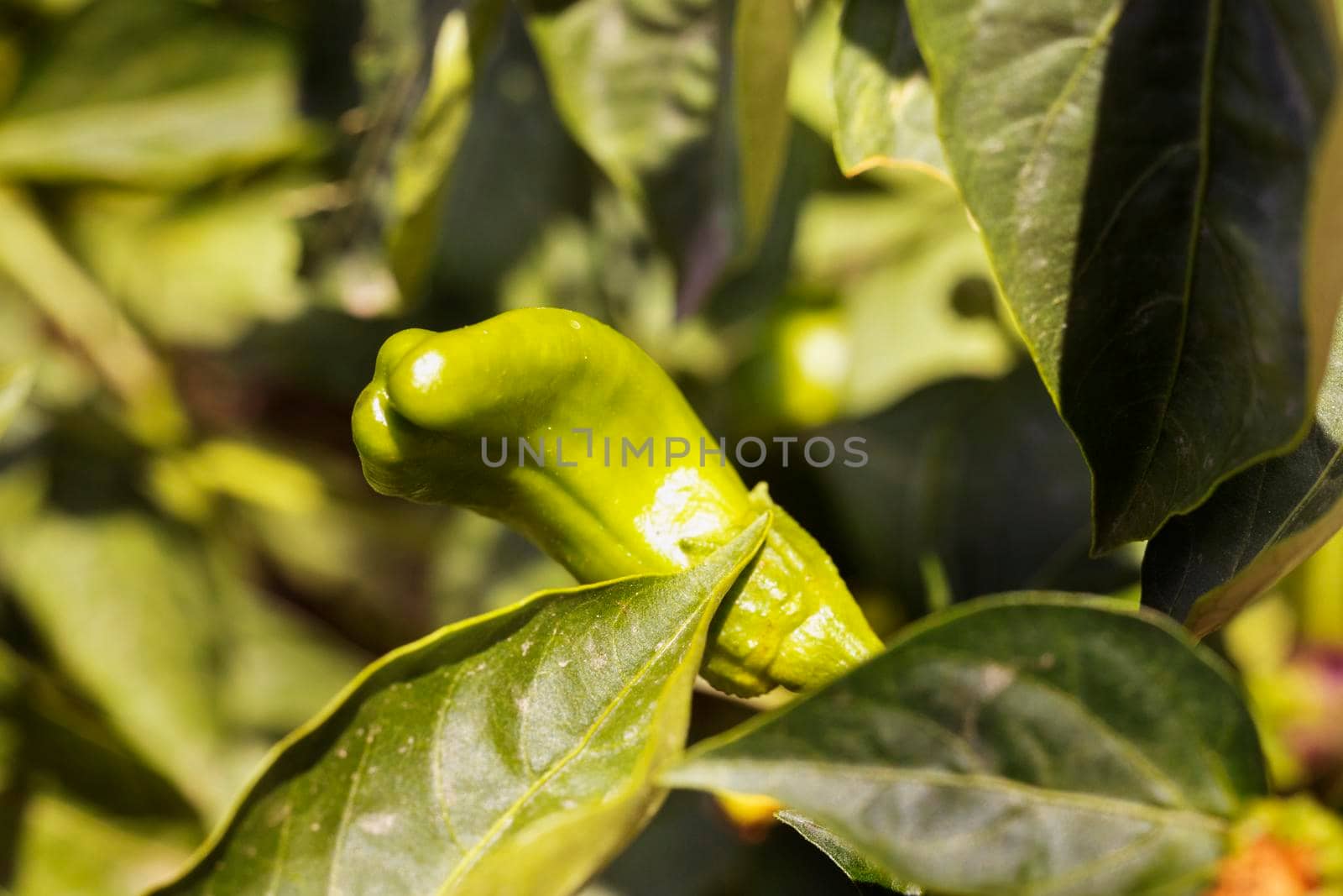 Bright green chilli peppers in the garden between green bright leaves , macro photography