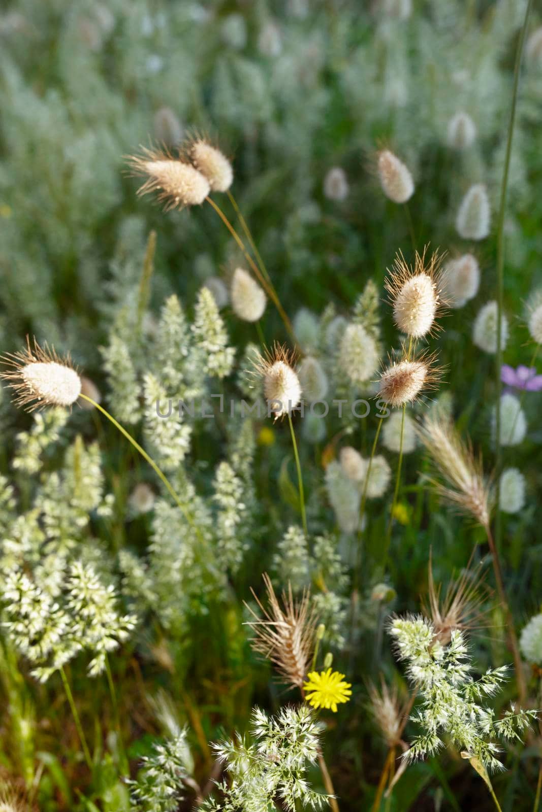 Hare’s tail plant with oval flowerheads in a bright sunny  field , it’s grassy