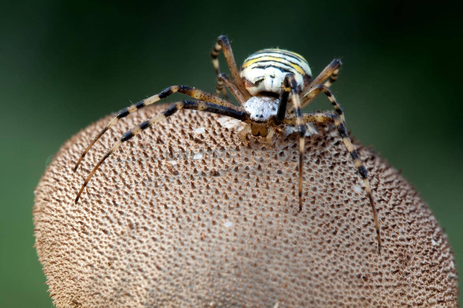 Wasp spider on the brown puffball mushroom