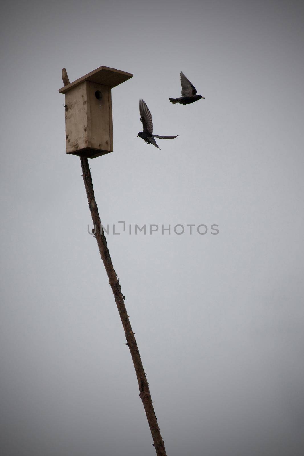 Birds in the gray sky near his nest by Lincikas